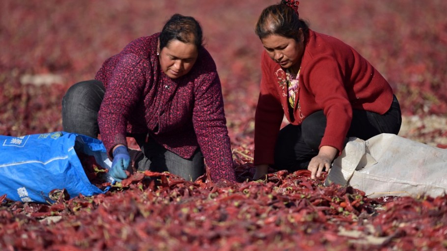 SuAllegations of forced labor and human rights abuses in China's cotton-rich Xinjiang region led BCI to cease field-level activities there.stained allegations of forced labor and human rights abuses in China's Xinjiang region led BCI to cease all field-level activities there.