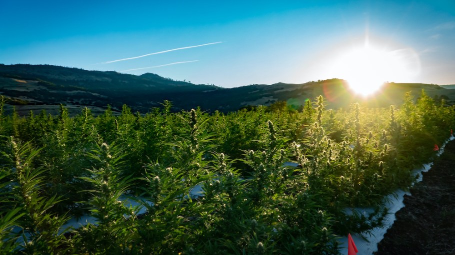 Panelists at Kingpins24 theorized why it’s taken so long for hemp to catch on throughout the denim industry, and predict it’s on its way.