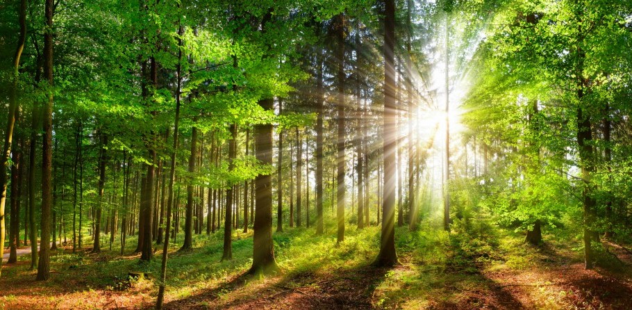 Canopy says 52 percent of global viscose suppliers get a green mark, signifying their low risk of sourcing fibers from at-risk forests.
