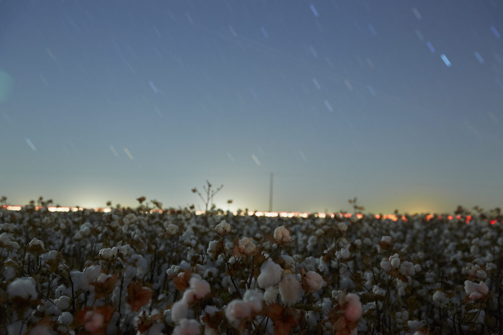 Supima harvest