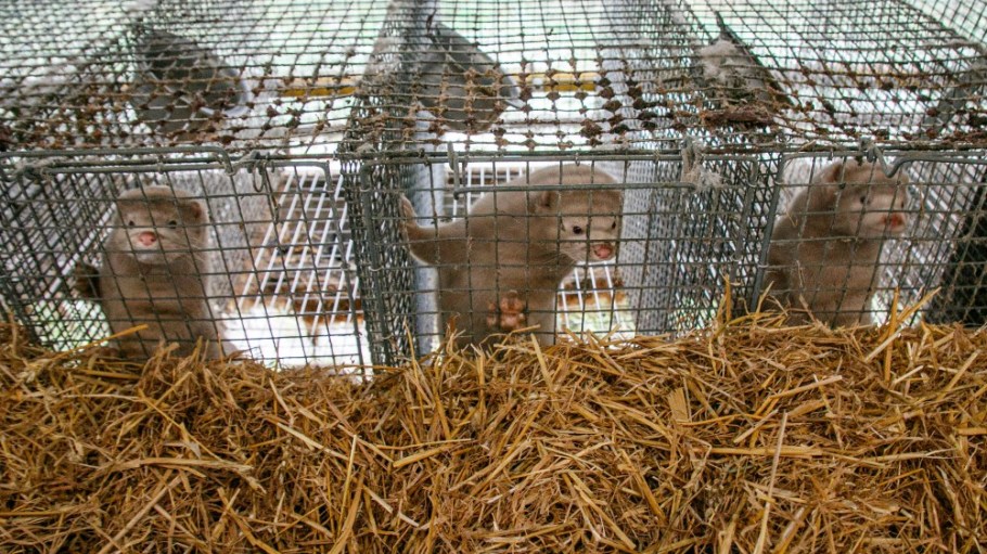 Denmark plans to cull millions of mink across more than 1,000 farms after finding a mutated form of Covid-19 that can spread to humans.