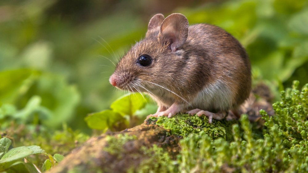 The fight continues in Europe against testing cosmetics on animals.