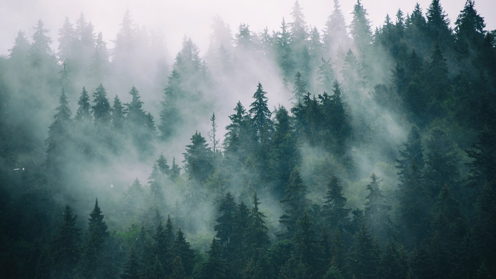 CDP grades companies on how they undertake climate change, protect forests and safeguard water security.