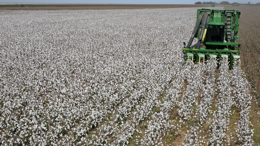 Cotton