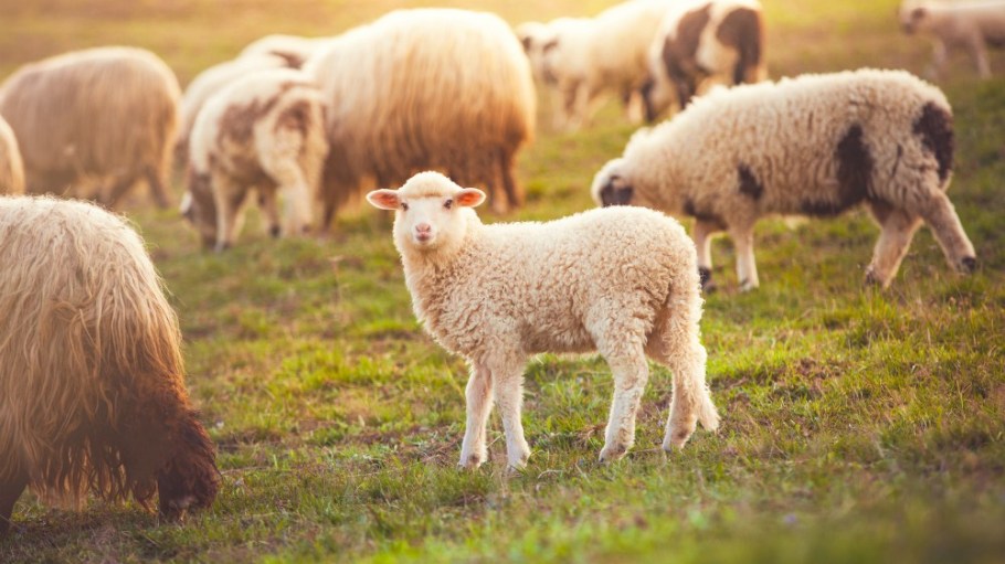 HD Wool and the Savory Institute have created a partnership to bring Land to Market-verified regenerative wool to brands and manufacturers.