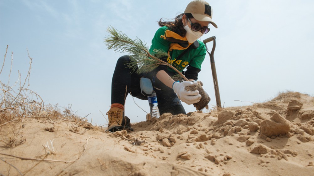 Timberland Tree Planting