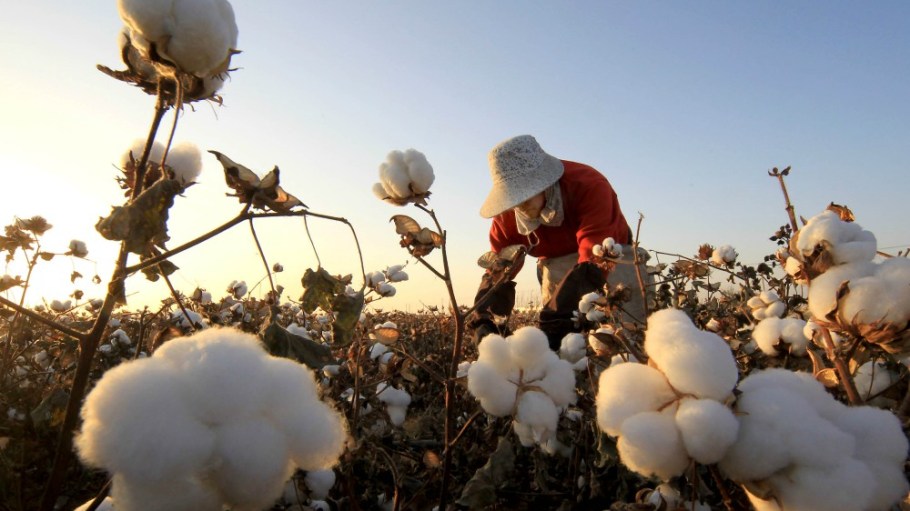 More than half a million ethnic minority workers in China’s Xinjiang Uyghur Autonomous Region are forced to pick cotton by hand.