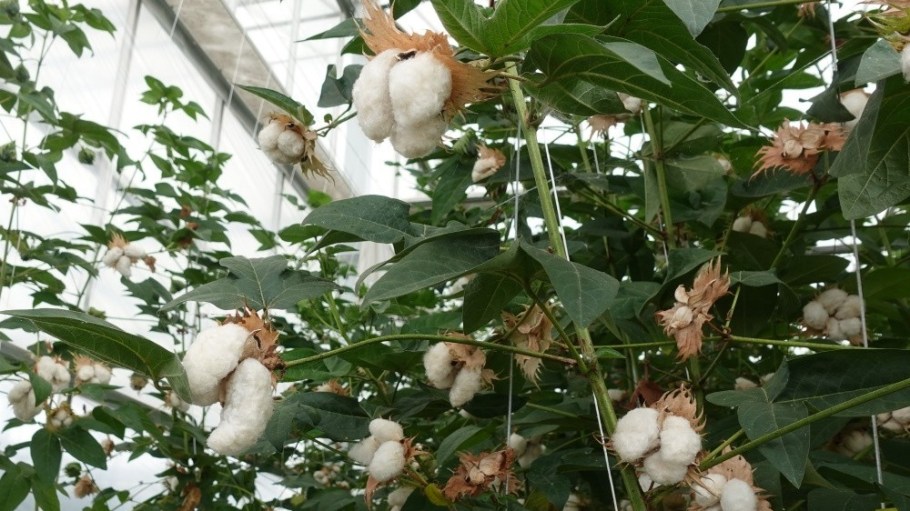 Fashion for Good has launched a two-year pilot with Kering, PVH and Arvind that will test sustainable cotton farming techniques designed by Materra