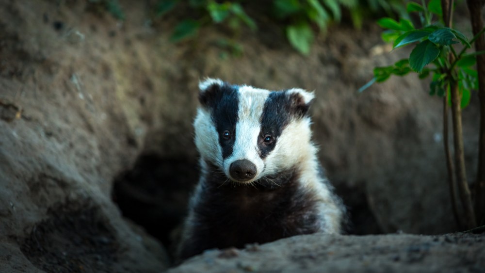 A badger