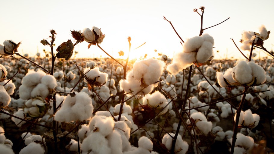 In a Transformers Foundation webinar, a panel of cotton experts discussed the nuances that many global average figures fail to address.