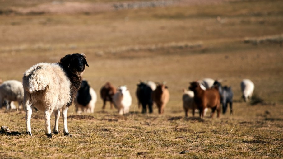 Kering's Regenerative Fund for Nature aims to transition 1 million hectares of current crop and rangeland to regenerative farming practices.