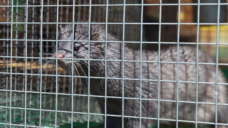 Sweden will be suspending mink breeding through 2021 to mitigate the risk of spreading the coronavirus on its roughly 40 fur farms.
