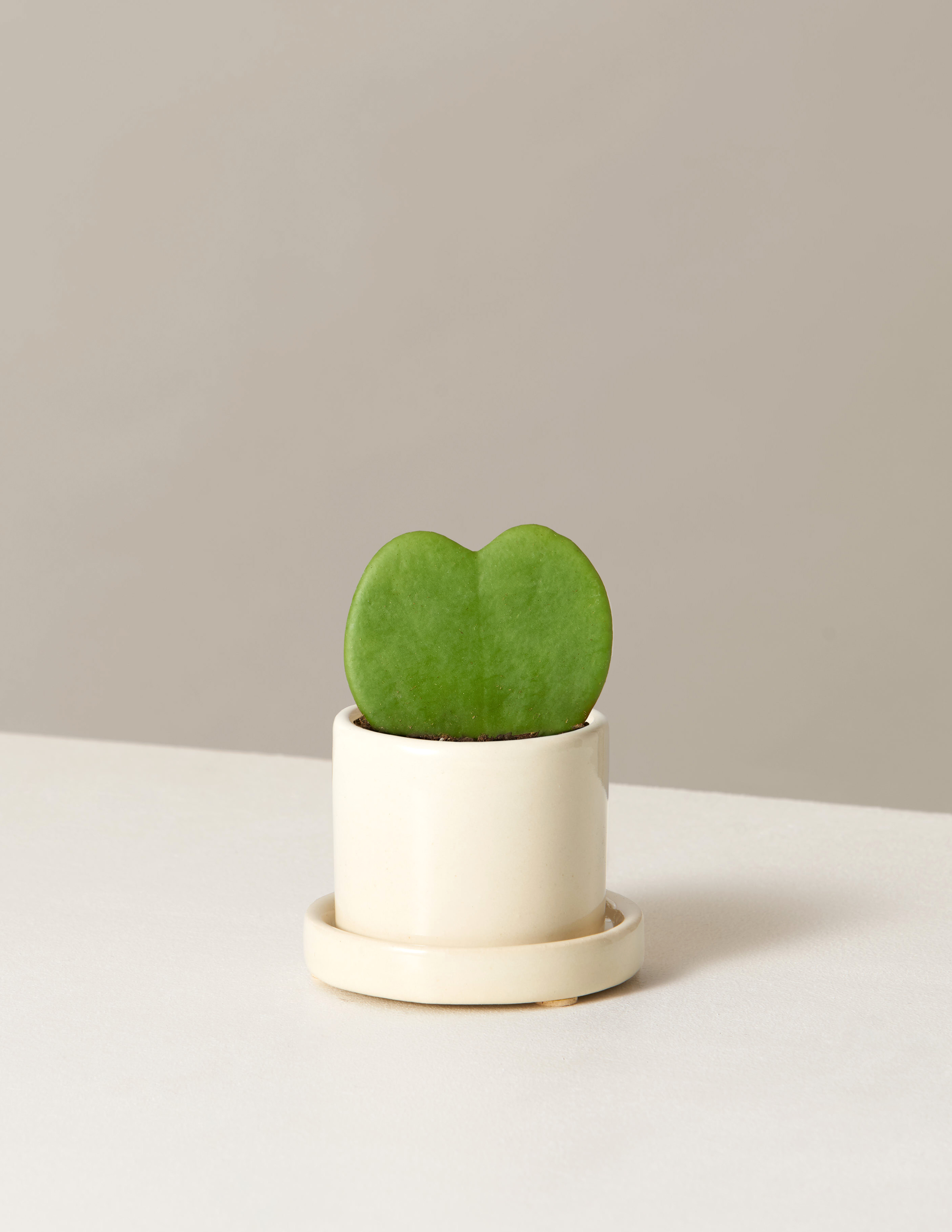 25 Unexpected Ways To Say "I Love You" this Valentine's Day, The Sill Hoya Kerrii Plant