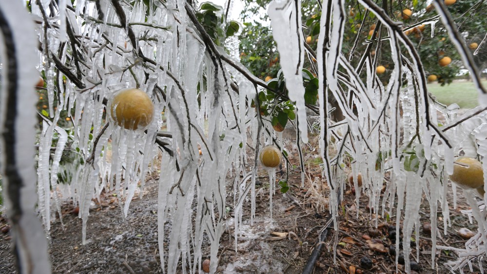 Icicles form on a citrus tree from a sprinkler system in Edinburg, Texas.