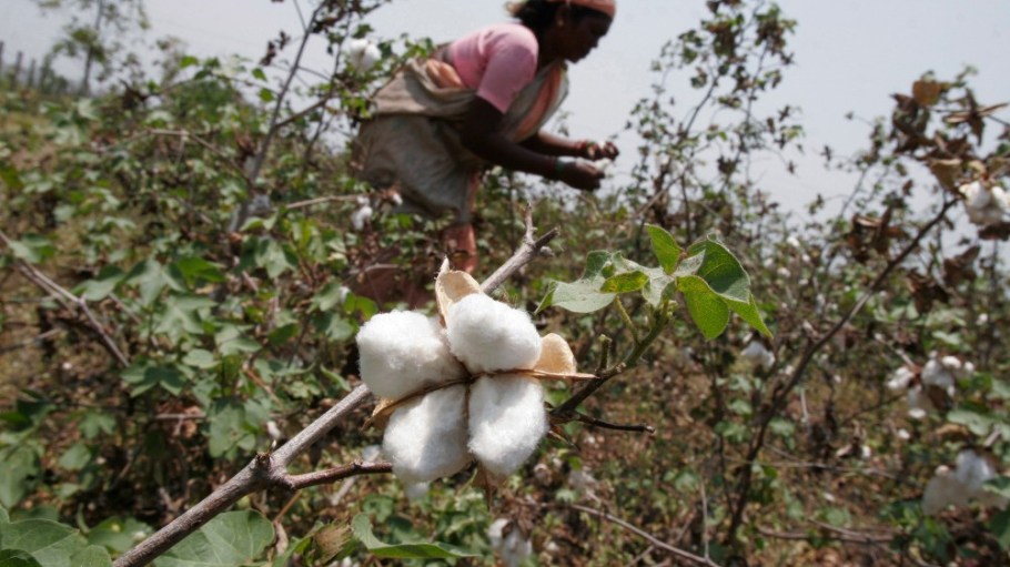 While India boasts the largest cotton farming sector, only 2 percent of its output is organic, DBS Bank said.