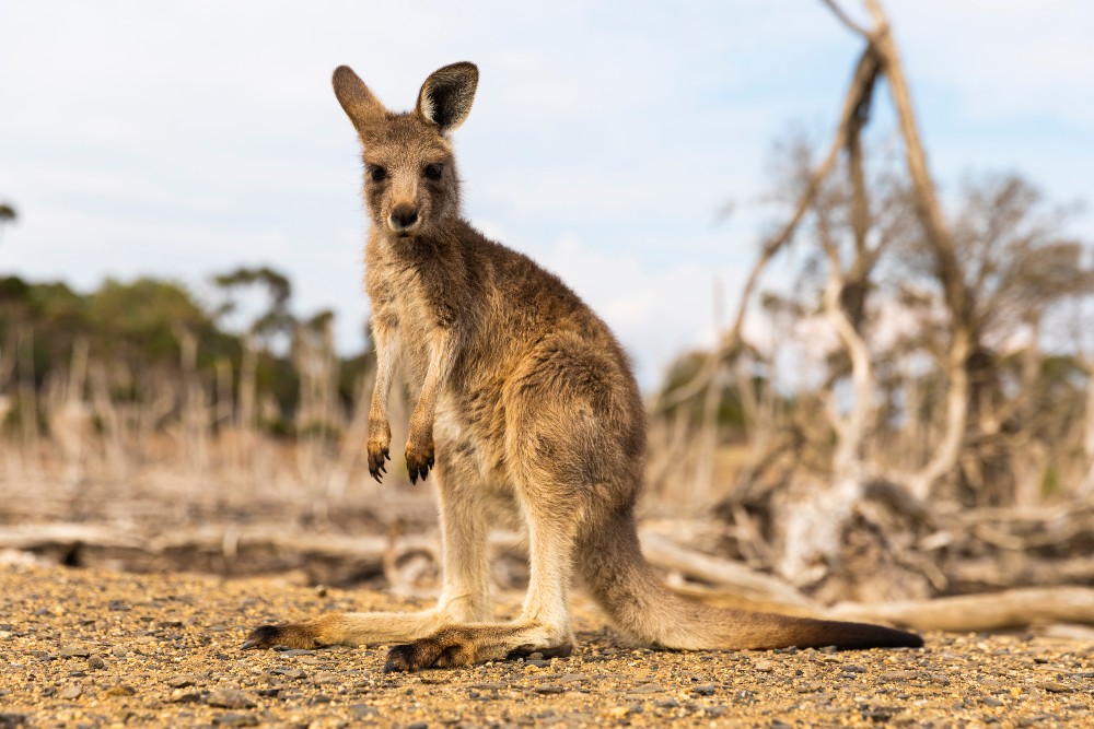Athletic brands Nike, Adidas and Puma, which use kangaroo leather to manufacture football boots, are under fire from a newly proposed bill.