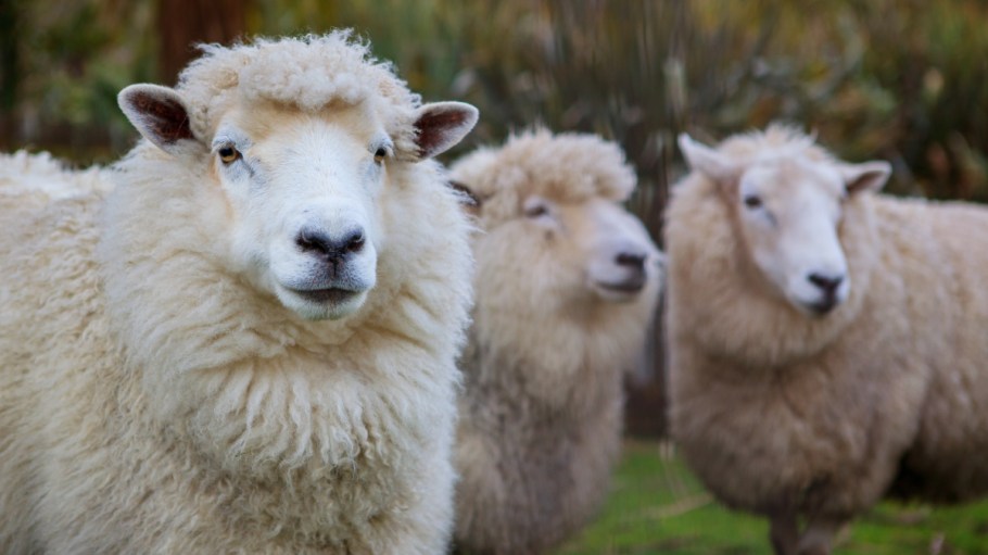 New Zealand Merino Company, Allbirds, Icebreaker and Smartwool launched what they bill as the world’s first platform for regenerative wool.