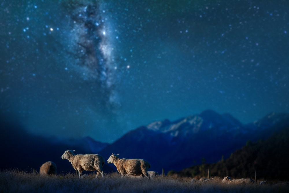 New Zealand Merino Company, Allbirds, Icebreaker and Smartwool launched what they bill as the world’s first platform for regenerative wool.