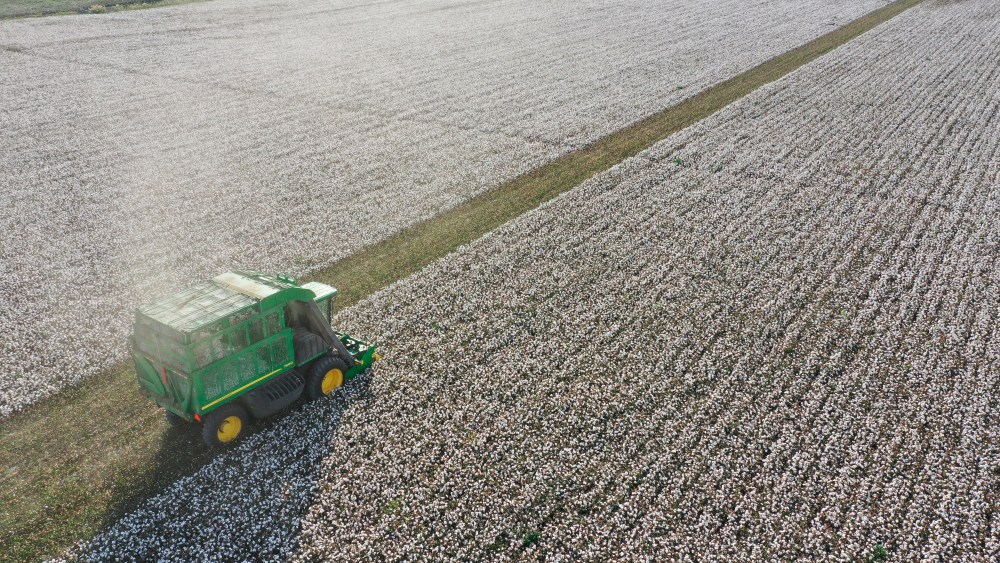 Cotton, Xinjiang, farming, government, trade, sustainability, human rights