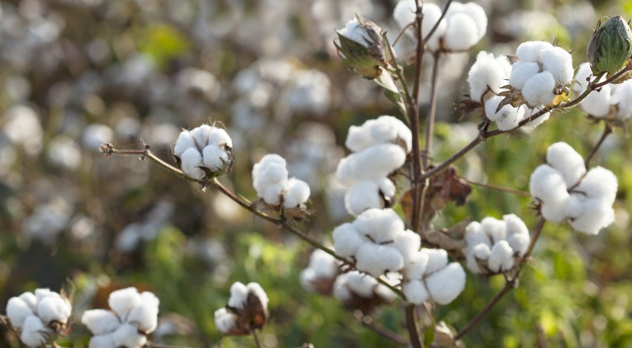 Vidalia Mills and General Standard are the first two companies to contribute to BASF’s new farmer-supporting e3 Sustainable Cotton program.