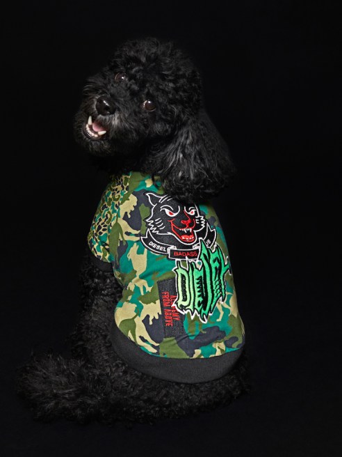 Diesel unveiled its first pet wear collection this week with a series of jackets and sweaters designed to fit toy and small-sized dogs.