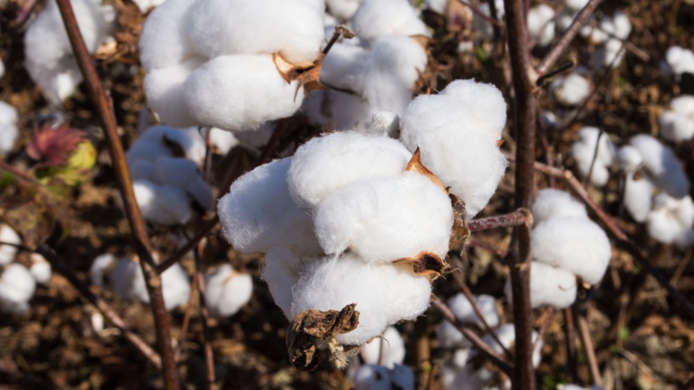 Cotton