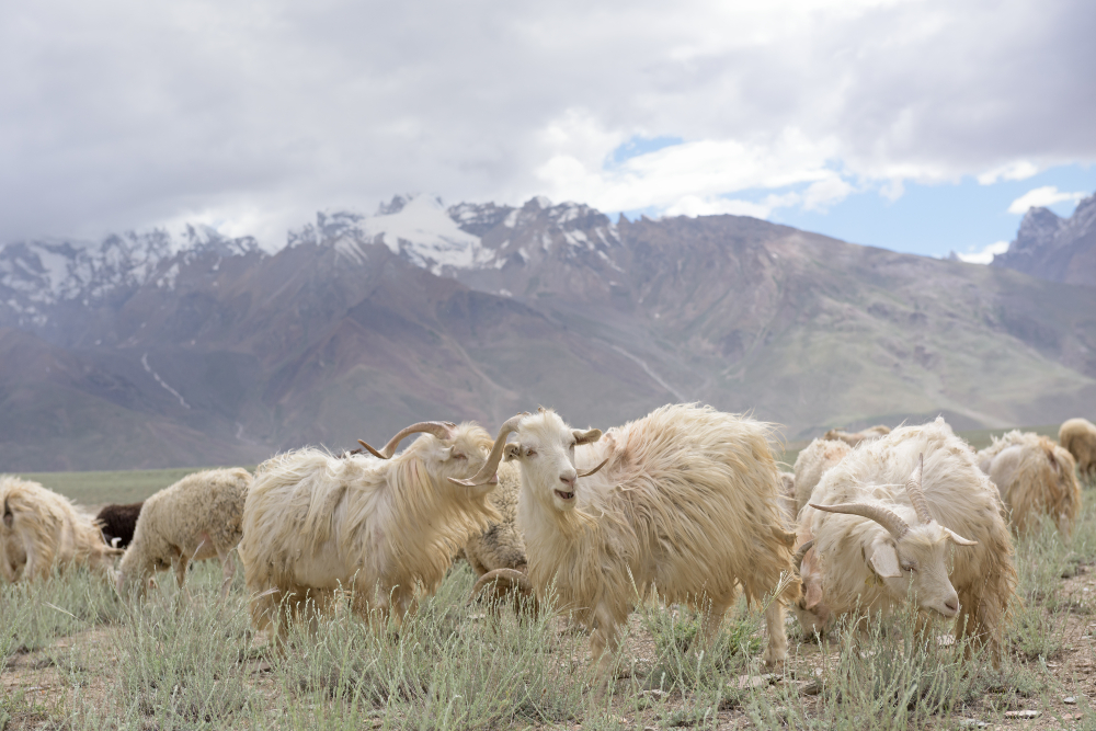 The Fashion Pact has launched a new science-based initiative to mitigate the industry’s sizable role in biodiversity loss.