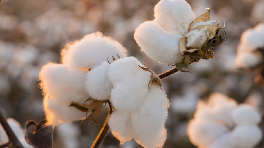 Soorty, Esprit and Insignian Home signed on to support the Organic Cotton Accelerator's farming program.