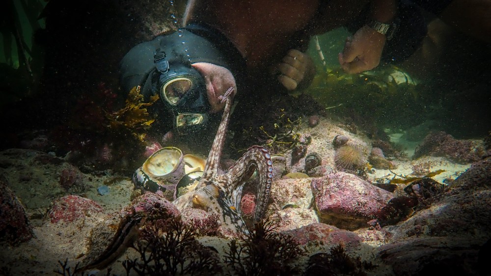 A still from "My Octopus Teacher."