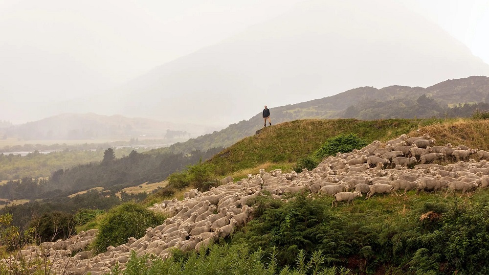 Sustainable apparel and footwear startup Allbirds says 100 percent of its wool goods will come from regenerative sources by December 2025.