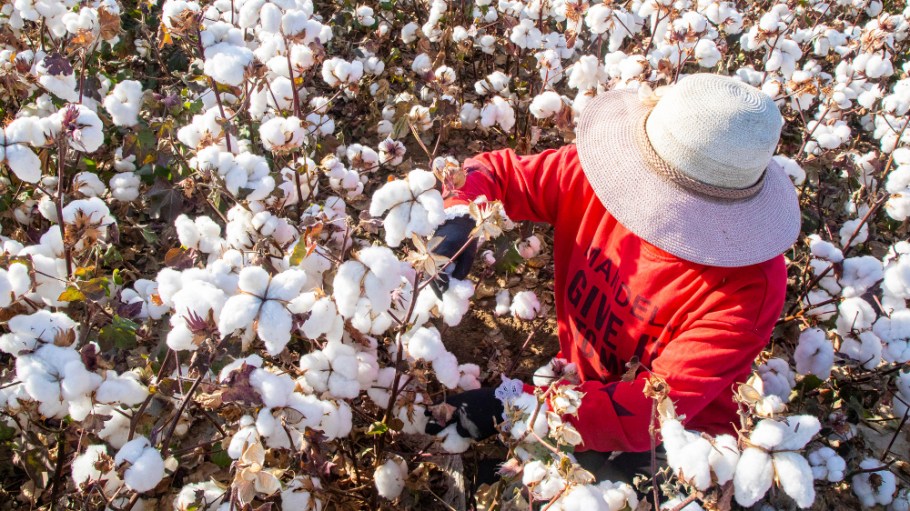 China is poised to launch its own version of the Better Cotton Initiative after the sourcing network halted all activities in Xinjiang.