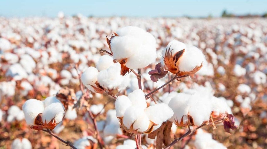 Dr. Gary Adams, president of the U.S. Cotton Trust Protocol, said the program is bringing verifiable goals for U.S. cotton production.
