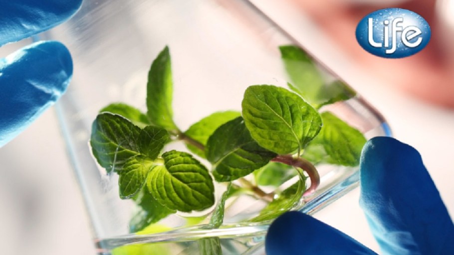 HeiQ has acquired Life, with a portfolio of smart ingredients and formulations, extending into the bio-based antimicrobial market.