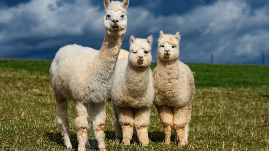 PETA says Textile Exchange's Responsible Alpaca Standard fails to prevent animal suffering and urged retailers to stop using alpaca fleece.