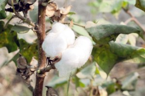 Experts from Artistic Milliners, Bestseller and OCA discuss the growing potential of Pakistan’s organic cotton supply.