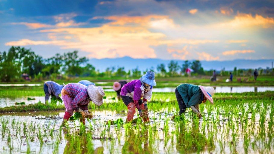 Could Rice Straw be the Future of Sustainable Fashion?