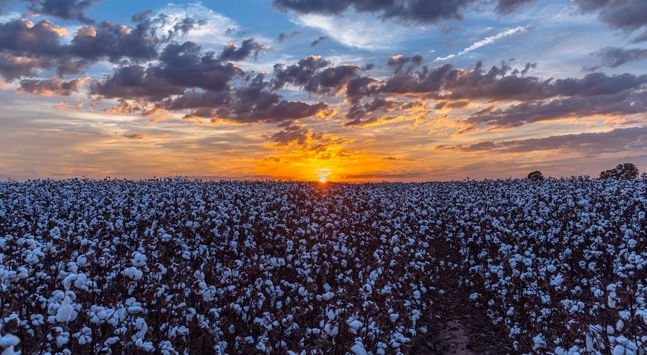 U.S. spot cotton prices averaged 88.35 cents per pound for the week ended Aug. 12, the highest weekly average since June 14, 2018.