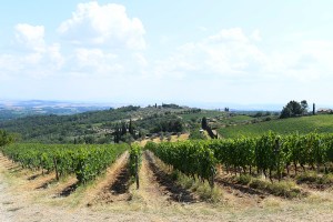 The scene at Cantine di Cerreto Estate.