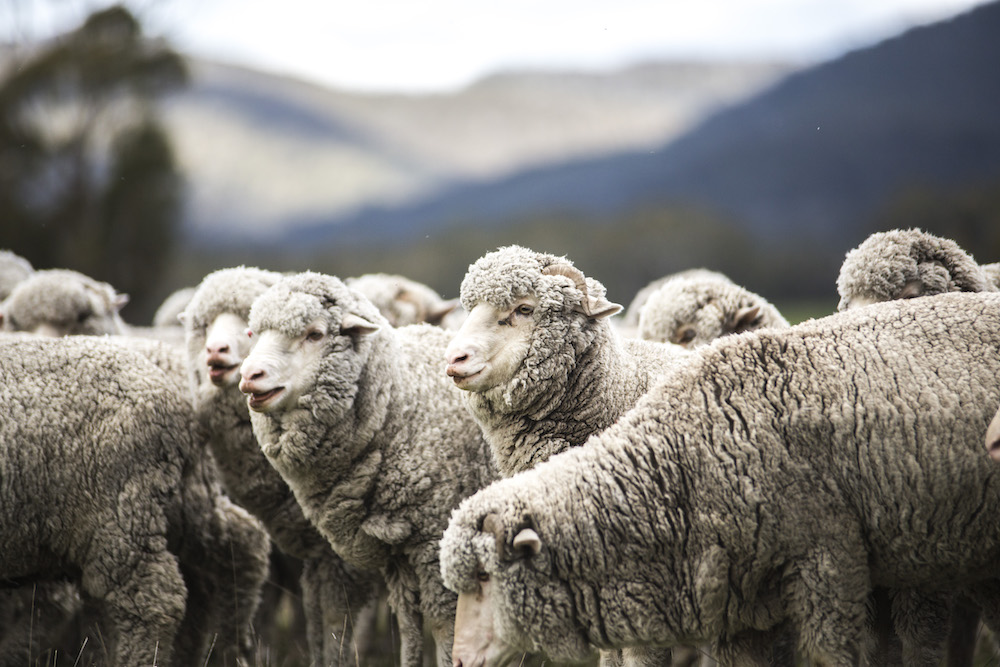 Charguers Regenerative Agriculture