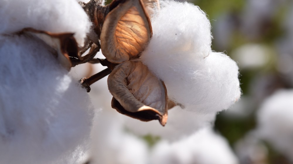 USCT Cotton