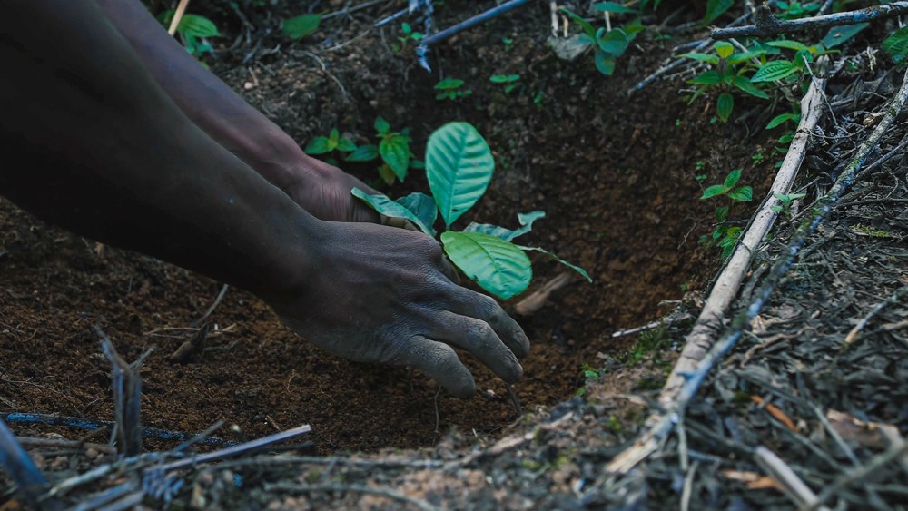 Marcolin Group is partnering with Treedom to plant 10,000 trees.