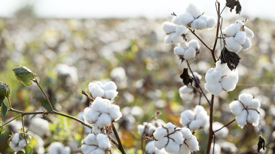PVH Corp., which owns brands such as Tommy Hilfiger, Calvin Klein and others, announced it will join the U.S. Cotton Trust Protocol.