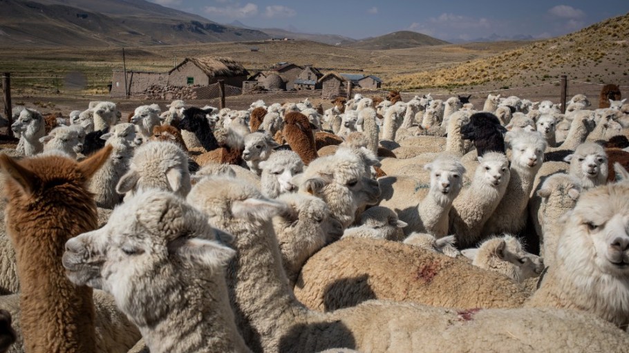 Peruvian alpacas waiting in a pen to be sheared, Nov. 2020.