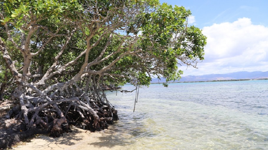 Nylon maker NILIT has teamed with The Ocean Foundation’s Blue Resilience Initiative to reestablish and safeguard essential ocean meadows.