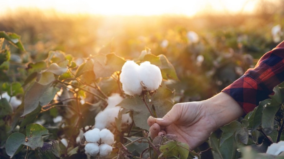 Ralph Lauren and the Soil Health Institute have launched a program to help U.S. cotton farmers implement regenerative practices.