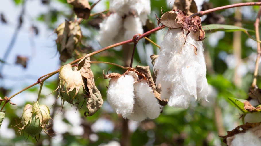 The United Nations has announced that it will denote Oct. 7 of each year as World Cotton Day on its permanent calendar.