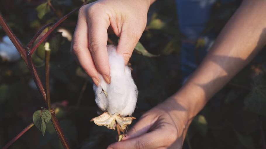 As the industry celebrates World Cotton Day, Sourcing Journal discusses the state of the industry with Cotton Inc.'s Kim Kitchings.