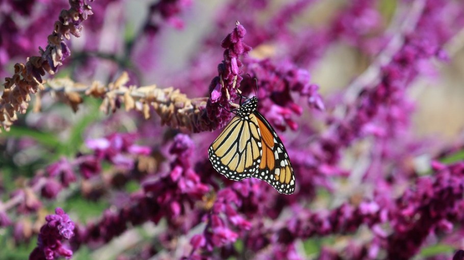 A new report from Textile Exchange has found that 51 percent of fashion firms recognize biodiversity loss as a priority risk.