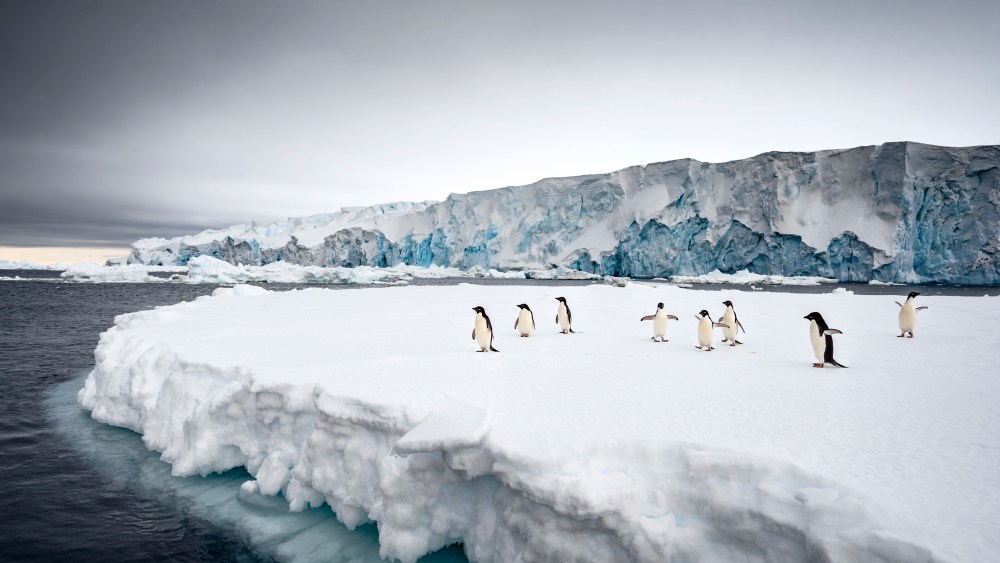 An image lensed by North Sails ambassador Paul Nicklen, photographer, marine biologist, conservationist and explorer.