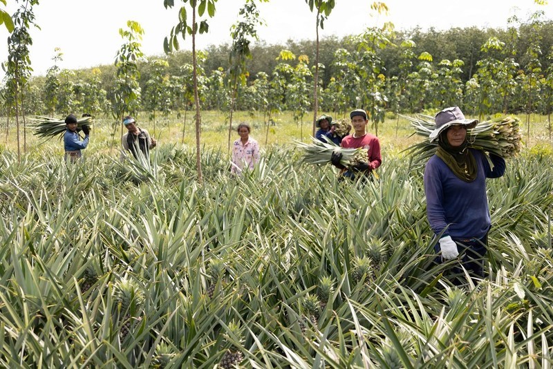 Agricultural waste collection provides additional income for farmers in Southeast Asia.